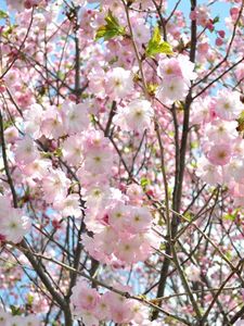 Preview wallpaper cherry, blossom, branch, sky, verdure, spring