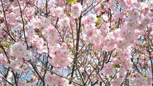Preview wallpaper cherry, blossom, branch, sky, verdure, spring