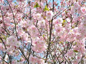 Preview wallpaper cherry, blossom, branch, sky, verdure, spring