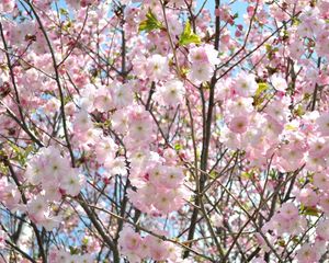 Preview wallpaper cherry, blossom, branch, sky, verdure, spring