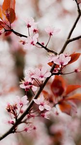 Preview wallpaper cherry blossom, branch, flowers, pink, bloom