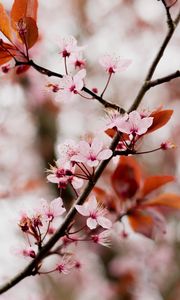 Preview wallpaper cherry blossom, branch, flowers, pink, bloom