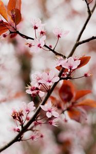 Preview wallpaper cherry blossom, branch, flowers, pink, bloom