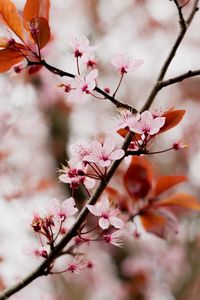 Preview wallpaper cherry blossom, branch, flowers, pink, bloom