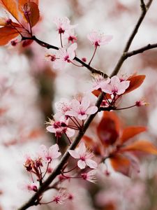 Preview wallpaper cherry blossom, branch, flowers, pink, bloom