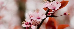 Preview wallpaper cherry blossom, branch, flowers, pink, bloom