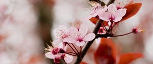 Preview wallpaper cherry blossom, branch, flowers, pink, bloom