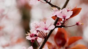 Preview wallpaper cherry blossom, branch, flowers, pink, bloom