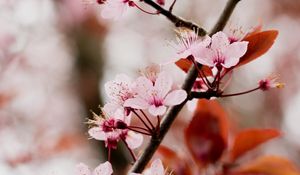 Preview wallpaper cherry blossom, branch, flowers, pink, bloom