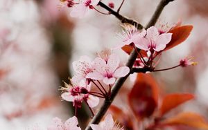 Preview wallpaper cherry blossom, branch, flowers, pink, bloom