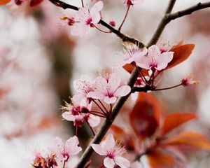 Preview wallpaper cherry blossom, branch, flowers, pink, bloom