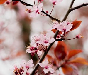 Preview wallpaper cherry blossom, branch, flowers, pink, bloom