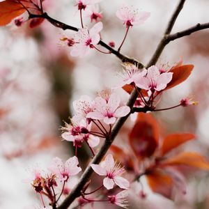 Preview wallpaper cherry blossom, branch, flowers, pink, bloom