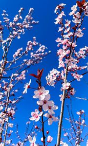 Preview wallpaper cherry blossom, cherry, flowers, branches, pink, spring