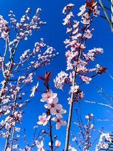 Preview wallpaper cherry blossom, cherry, flowers, branches, pink, spring