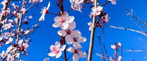 Preview wallpaper cherry blossom, cherry, flowers, branches, pink, spring