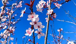 Preview wallpaper cherry blossom, cherry, flowers, branches, pink, spring