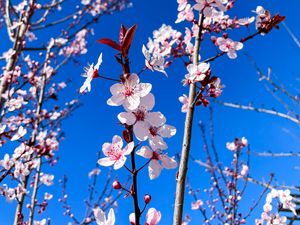 Preview wallpaper cherry blossom, cherry, flowers, branches, pink, spring