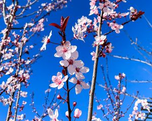 Preview wallpaper cherry blossom, cherry, flowers, branches, pink, spring