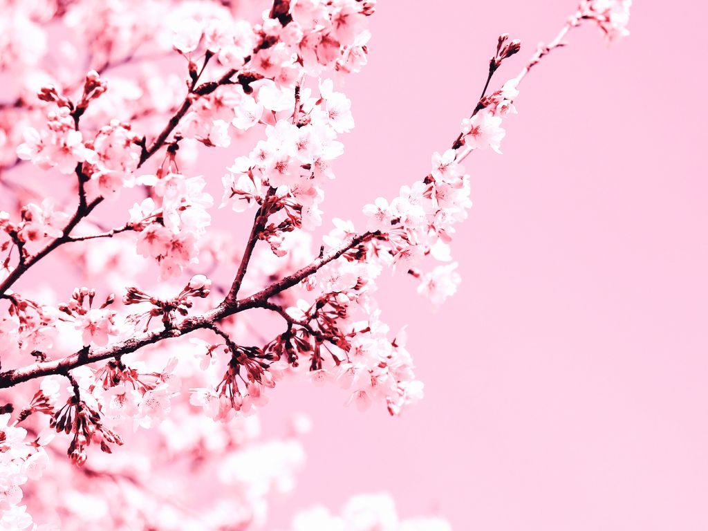 Download wallpaper 1024x768 cherry blossom, flowers, branch, pink, plant,  bloom standard 4:3 hd background