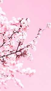 Preview wallpaper cherry blossom, flowers, branch, pink, plant, bloom
