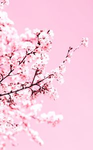 Preview wallpaper cherry blossom, flowers, branch, pink, plant, bloom