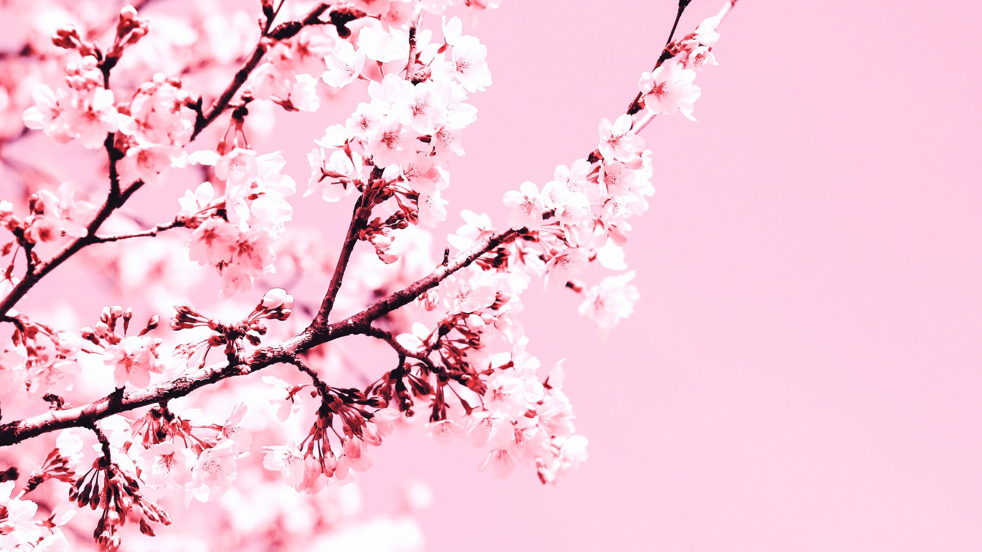 Download wallpaper 1920x1080 cherry blossom, flowers, branch, pink, plant,  bloom full hd, hdtv, fhd, 1080p hd background
