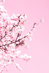 Preview wallpaper cherry blossom, flowers, branch, pink, plant, bloom