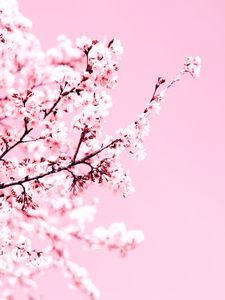 Preview wallpaper cherry blossom, flowers, branch, pink, plant, bloom