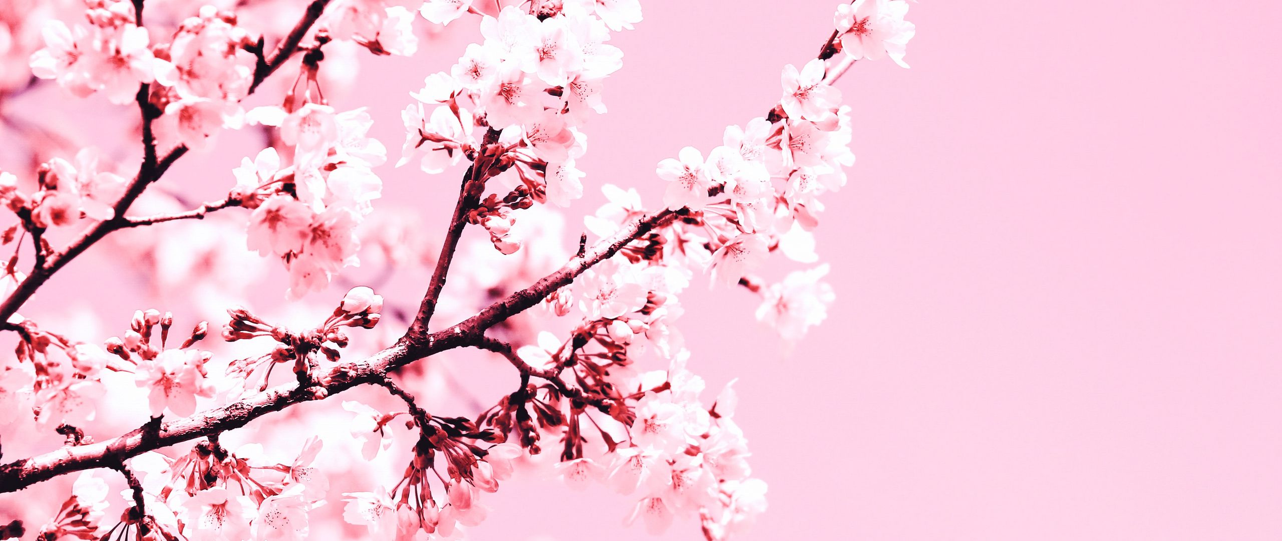 Download wallpaper 2560x1080 cherry blossom, flowers, branch, pink, plant,  bloom dual wide 1080p hd background