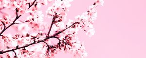 Preview wallpaper cherry blossom, flowers, branch, pink, plant, bloom