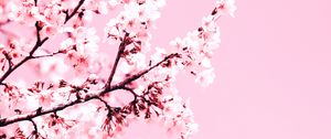 Preview wallpaper cherry blossom, flowers, branch, pink, plant, bloom