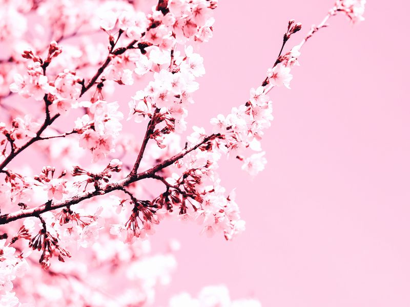 Tường giấy hạnh phúc với họa tiết hoa anh đào sẽ mang đến cho bạn cảm nhận như mình đang đứng dưới những cánh hoa anh đào nở rực rỡ. Hãy xem hình nền này để tâm hồn bạn được thăng hoa cùng màu hồng tươi tắn của hoa anh đào.