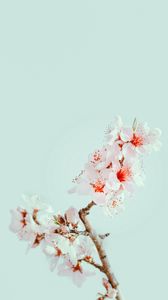 Preview wallpaper cherry blossom, flowers, branch, macro