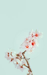 Preview wallpaper cherry blossom, flowers, branch, macro