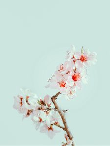 Preview wallpaper cherry blossom, flowers, branch, macro