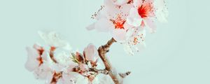 Preview wallpaper cherry blossom, flowers, branch, macro