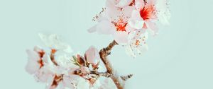 Preview wallpaper cherry blossom, flowers, branch, macro