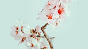 Preview wallpaper cherry blossom, flowers, branch, macro