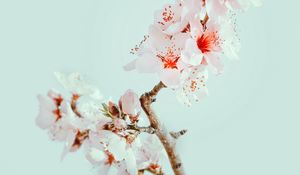 Preview wallpaper cherry blossom, flowers, branch, macro