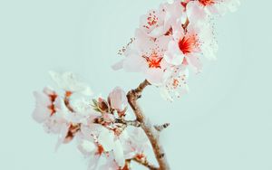 Preview wallpaper cherry blossom, flowers, branch, macro