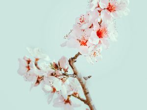 Preview wallpaper cherry blossom, flowers, branch, macro