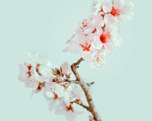 Preview wallpaper cherry blossom, flowers, branch, macro