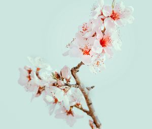 Preview wallpaper cherry blossom, flowers, branch, macro