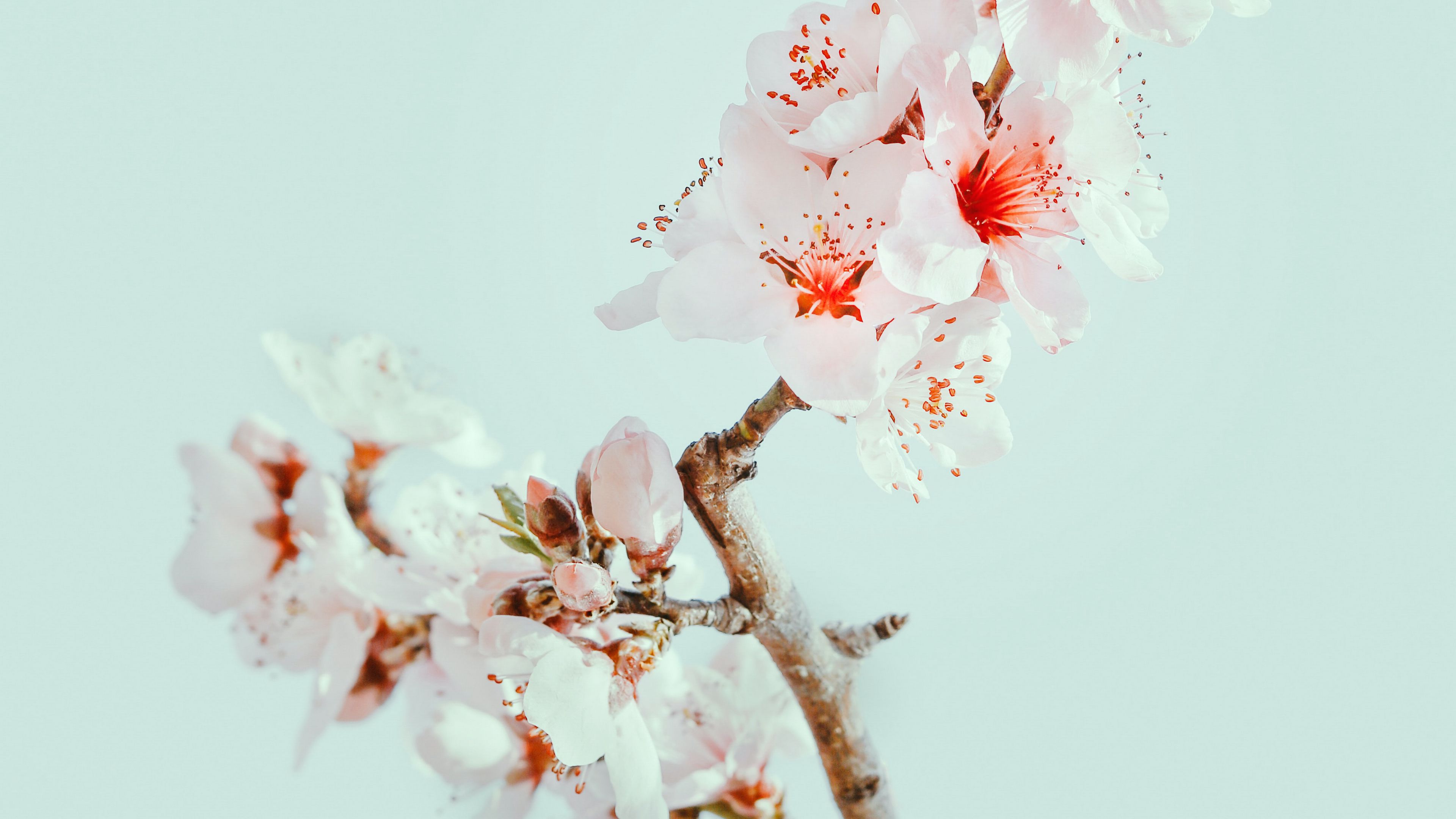 Download wallpaper 3840x2160 cherry blossom, flowers, branch, macro 4k ...