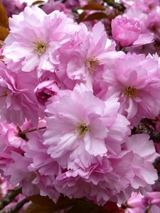 Preview wallpaper cherry, blossom, pink, branch, close-up, spring