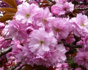 Preview wallpaper cherry, blossom, pink, branch, close-up, spring