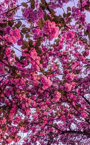 Preview wallpaper cherry blossom, sakura, bloom, branches, pink