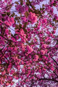 Preview wallpaper cherry blossom, sakura, bloom, branches, pink