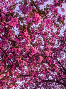 Preview wallpaper cherry blossom, sakura, bloom, branches, pink